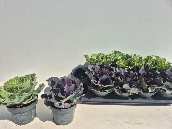 <h4>BRASSICA (SIERKOOL)</h4>