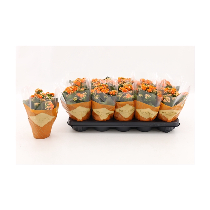 <h4>Kalanchoe Double, Le Chic Orange</h4>