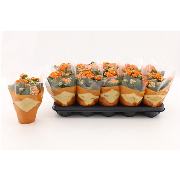 Kalanchoe Double, Le Chic Orange