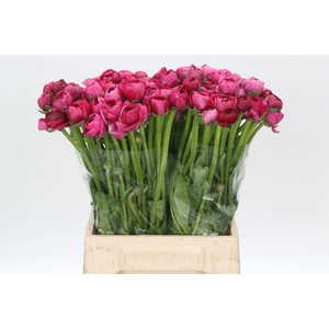 Ranunculus Cerise A1