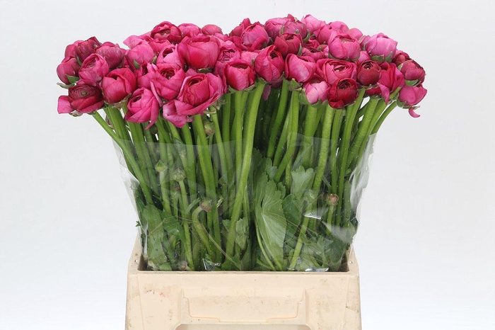 <h4>Ranunculus Cerise A1</h4>
