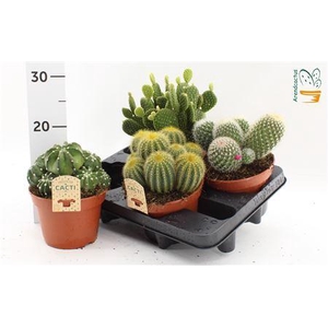 Cactus Gem