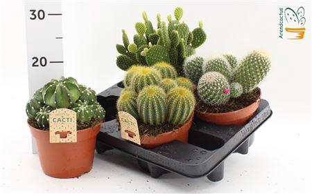<h4>Cactus Gem</h4>