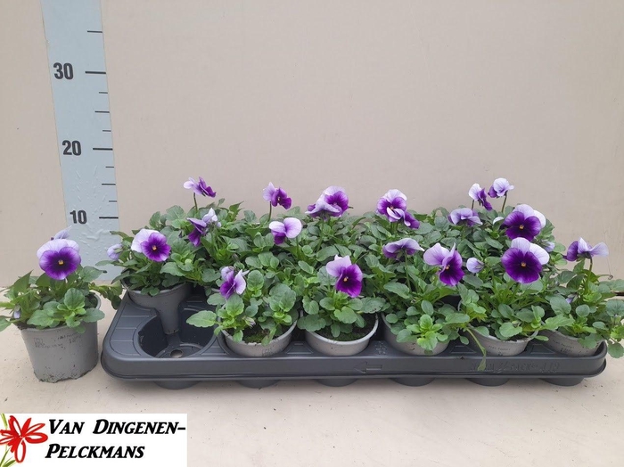 <h4>VIO CO TW BLUE ICE</h4>