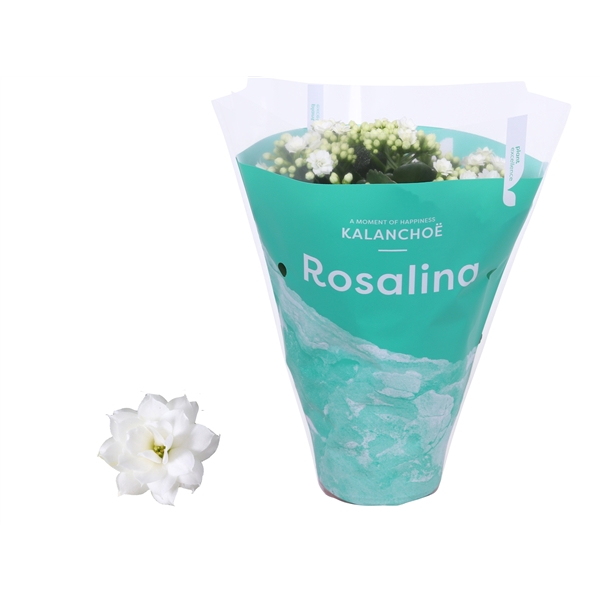 <h4>Kalanchoe Rosalina 12cm TST Don Dione, Groene hoes</h4>