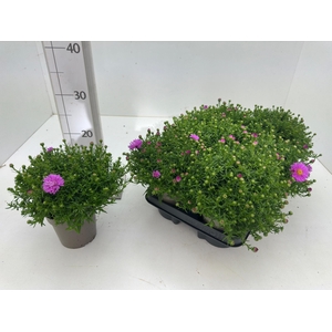 ASTER D ALPHA PINK