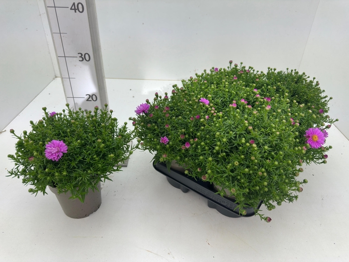<h4>ASTER D ALPHA PINK</h4>