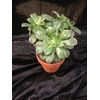 Aeonium Decor.