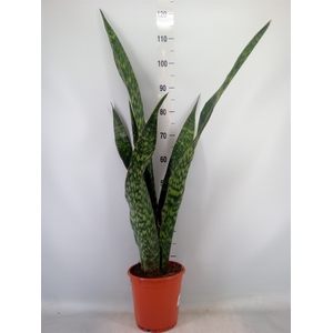 Sansevieria trifa.   ...