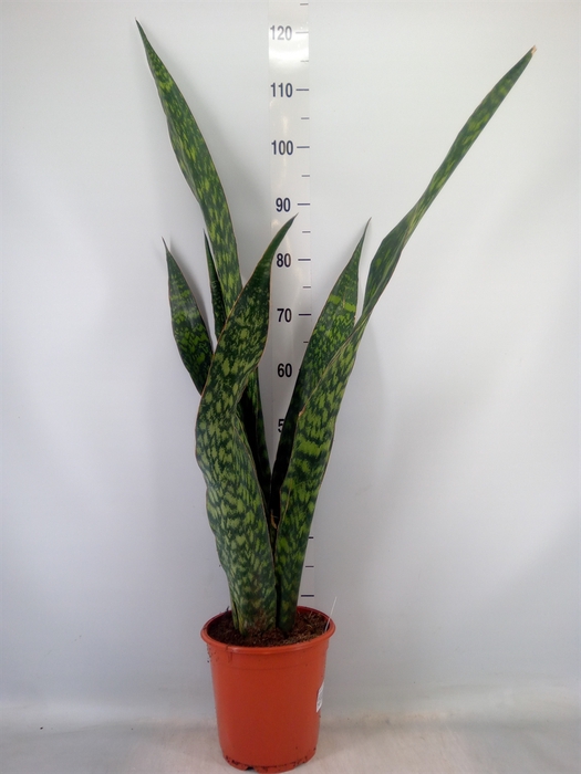 <h4>Sansevieria trifa.   ...</h4>
