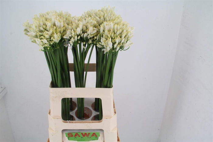 <h4>AGAP GLETSJER</h4>