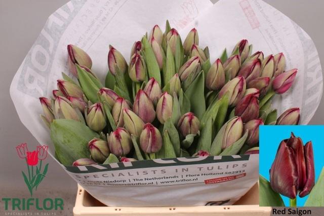 <h4>TU EN RED SAIGON</h4>