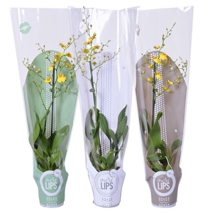 MoreLIPS® Oncidium Münsterland Stern 1 tak met wit, groen en taupe showhoes