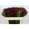 Leucadendron Saf Sunset Dark R.