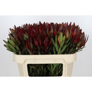 Leucadendron Saf Sunset Dark Red