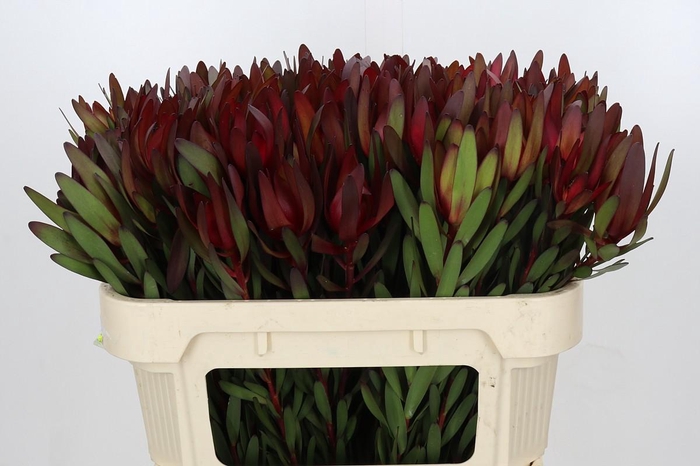 <h4>Leucadendron Saf Sunset Dark Red</h4>