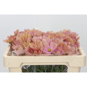 Cosmos Salmon