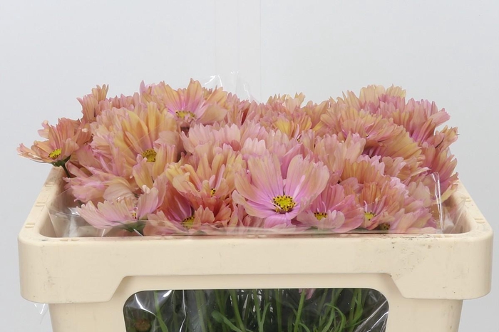<h4>Cosmos Salmon</h4>