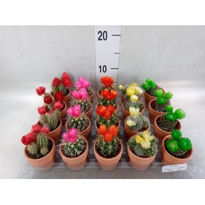 Cactus   ...decorated