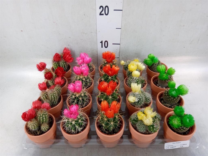 <h4>Cactus   ...decorated</h4>
