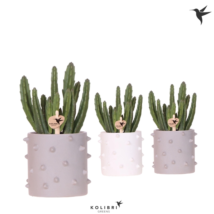 <h4>Kolibri Greens Stapelia Leendertziae in Spike pot mix</h4>