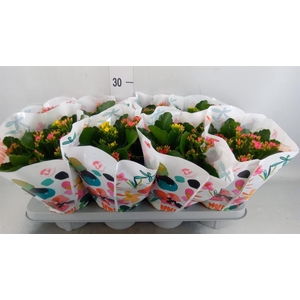 Kalanchoe blos.   ..mix in pot
