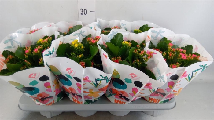 <h4>Kalanchoe blos.   ..mix in pot</h4>