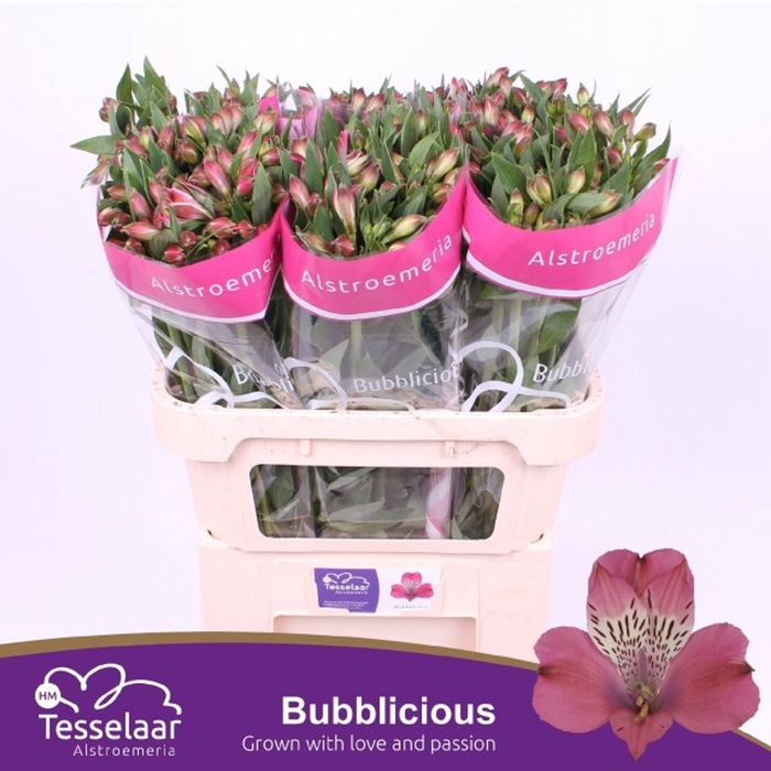 <h4>Alstr Bubblicious</h4>