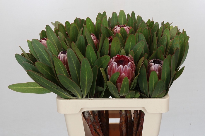 <h4>Protea Pink Ice</h4>