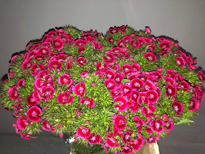 Dianthus Br Am Jolly