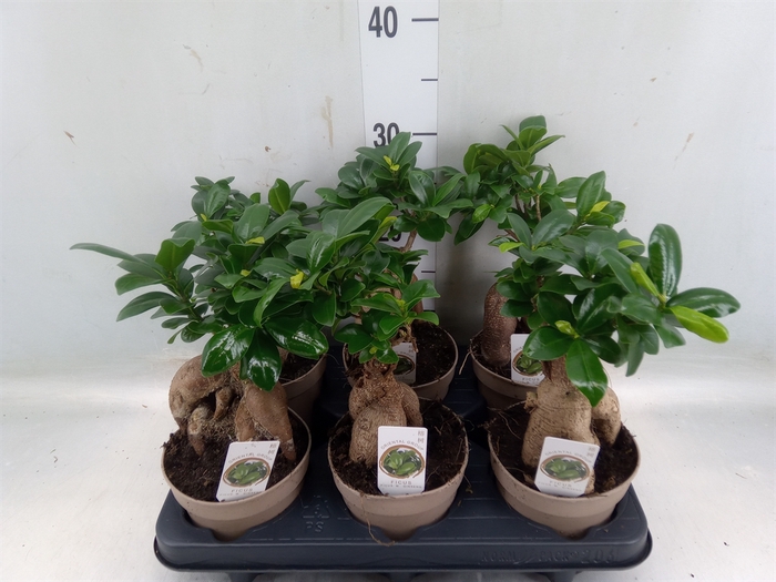 <h4>Ficus microcarpa 'Ginseng'</h4>