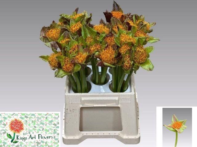 <h4>SCAD P BLITZ</h4>