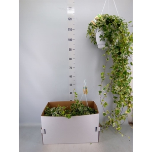 Hedera helix 'White Wonder'