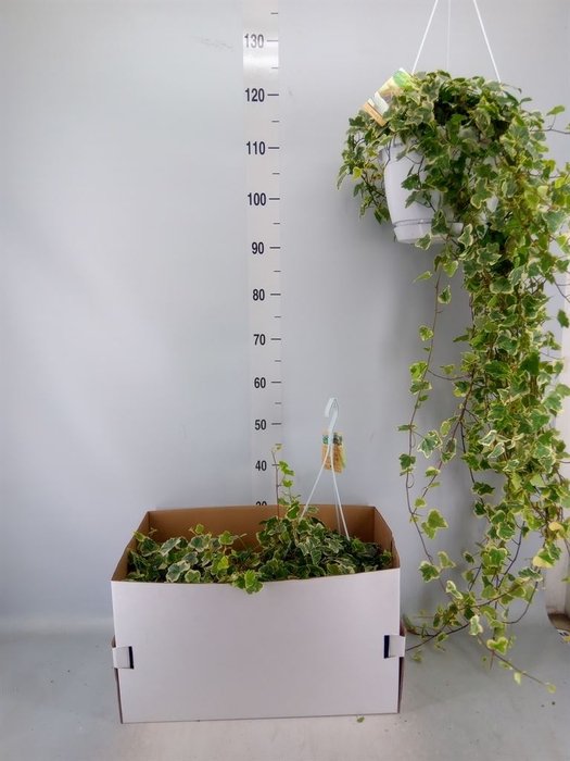 <h4>Hedera helix 'White Wonder'</h4>