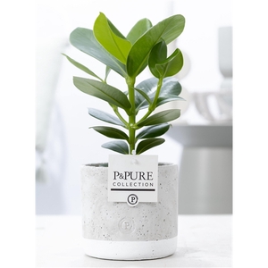 Clusia Rosea Princess in P&PURE Jade 5 ceramics