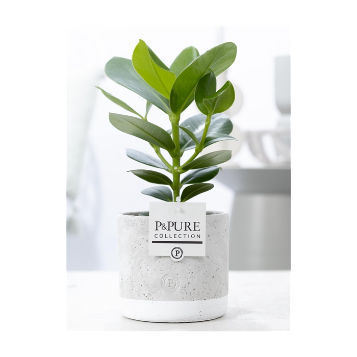 <h4>Clusia Rosea Princess in P&PURE Jade 5 ceramics</h4>