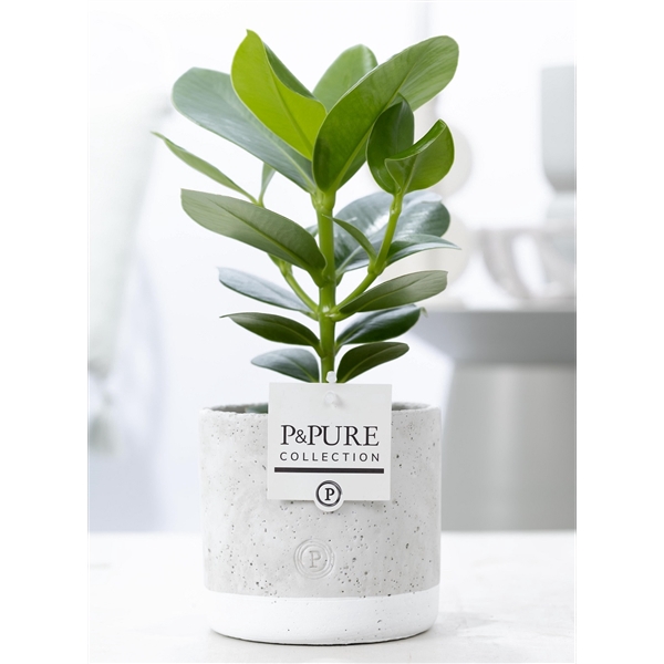 Clusia Rosea Princess in P&PURE Jade 5 ceramics
