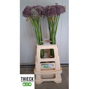 ALLIUM MRS BOUQUET