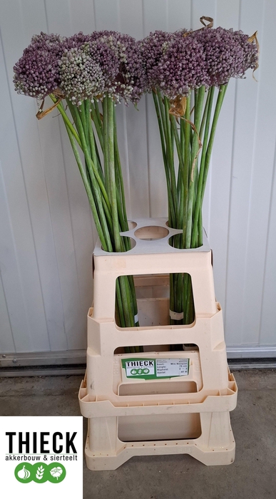 <h4>ALLIUM MRS BOUQUET</h4>