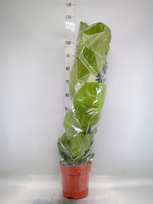 <h4>Ficus lyrata</h4>