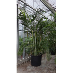 Dypsis lutescens (Areca)