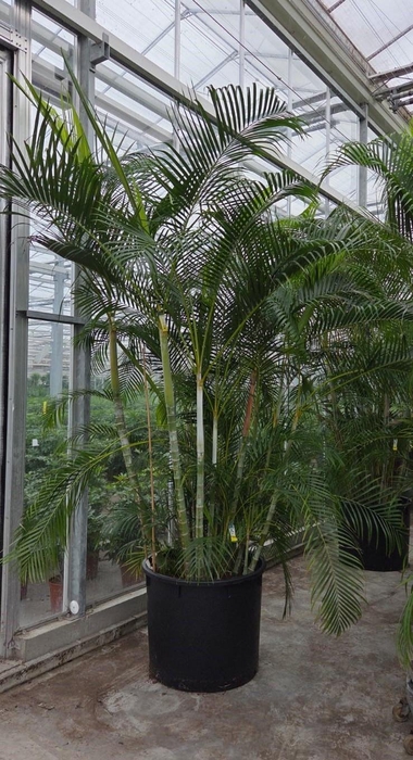 <h4>Dypsis lutescens (Areca)</h4>