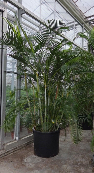 <h4>Dypsis lutescens (Areca)</h4>