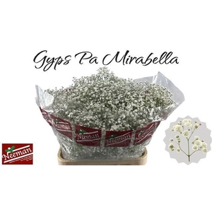 GYPS PA MIRABELLA