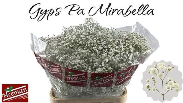 <h4>GYPS PA MIRABELLA</h4>