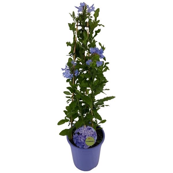 <h4>Plumbago BLAUW P19 PIRAMIDE</h4>