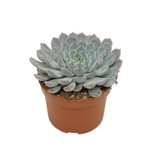 Echeveria cuspidata
