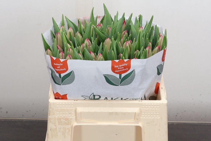 <h4>Tu En Proton</h4>