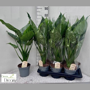 ALOC CUCULLATA