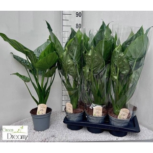 ALOC CUCULLATA